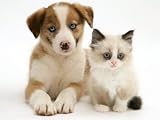 Blue-Eyed Red Merle Border Collie Puppy with Birman-Cross Kitten, Blue Eyes Photographic Poster Print by Jane Burton, 16x12