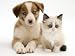 Blue-Eyed Red Merle Border Collie Puppy with Birman-Cross Kitten, Blue Eyes Photographic Poster Print by Jane Burton, 16x12