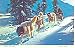 Alaska Dog Sled Postcard