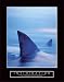 Intimidation - Sharks Art Print Poster By unknown, 22  x 28 
