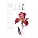 Iris Germanica, c.1980 (w/c on paper) by Brenda Moore - Postcard (Pack of 8) - 6x4 inch - Art247 Highest Quality - Standard Size - Pack Of 8
