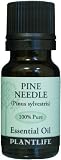 Pine Needle 100% Pure Essential Oil   10 ml