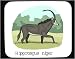 Decorated Mouse Pad with africa, sable, antelope, hippotragus, deer, animal, horns, niger, ram