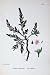 Botany Plants C1902 Sea Knot-Grass Polygonum Maritimum