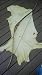 Bamboo Backed Reflex-Deflex Longbow