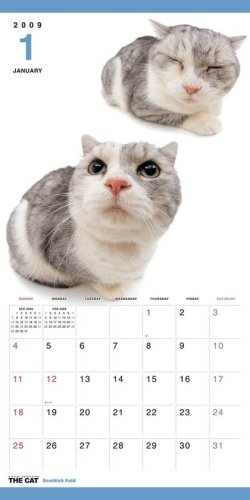 Cover image : THE CATスコティッシュ・フォールド 2009年カレンダー