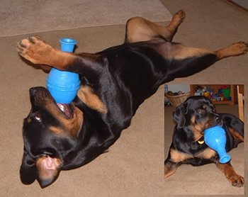 早食い ダイエット が気になる 犬 に効果的な食器 フードボウル・レオ ケーナインジーニアス