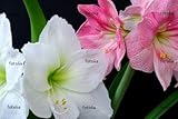 IMAGE OF Wallmonkeys Peel and Stick Wall Decals - Amaryllis 02 - 48