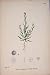 Slender Hare'S-Ear Flower Plant Colour Fine Art C1878