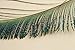 50 Pcs Peacock Swords Natural Feathers 10