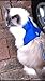 Mynwood Cat Jacket/Harness Blue Adult Cat