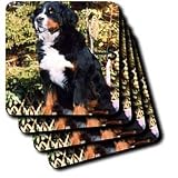 Dogs Bernese Mountain Dog - Bernese Mountain Dog - Coasters