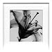 X-Ray PHOTOGRAPHY（レントゲンフォトグラフィー）ポスターフレーム Steven N.Meyers / Lily muscadet 330x330x30mm