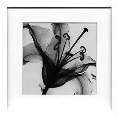 X-Ray PHOTOGRAPHY（レントゲンフォトグラフィー）ポスターフレーム Steven N.Meyers / Lily muscadet 330x330x30mm