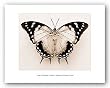 Polyura Pyrrhus (Back) by Raquel Edwards 10"x8" Art Print Poster