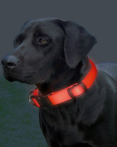 Hunde Leuchthalsband Halsband M rot