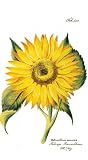 Caspari Sunflower Paper Guest Towels, 15-Count