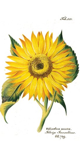 Caspari Sunflower Paper Guest Towels, 15-Count