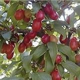 Eigenschaften tropical.garden  / Kornellkirsche, japanisch - Cornus officinalis 10K