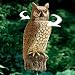 Outdoor Living : ROTATING HEAD OWL