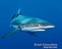 Shark Encounters