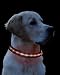 Hunde Halsband Leuchthalsband Hunde Blinkhalsband S rot