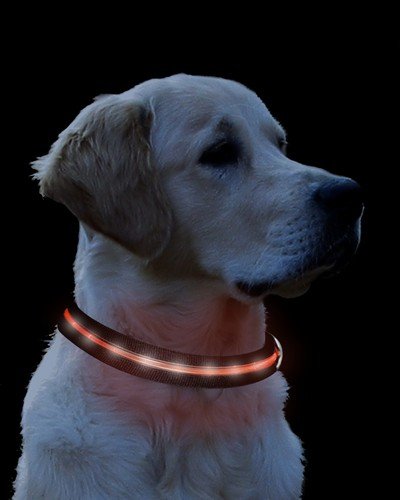Hunde Halsband Leuchthalsband Hunde Blinkhalsband S rot