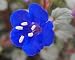 200 CALIFORNIA BLUEBELL (Wild Canterbury Bells / Desert Blue Bell) Phacelia Campanularia Flower Seeds