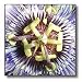 Christs Crown - flower, passion flower, purple, nature, passiflora, easter, christs thorn - 10x10 Wall Clock