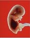 Photographic Print of Foetus at 11 weeks from Science Photo Library