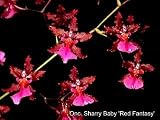 Onc. Sharry Baby 'Red Fantasy'