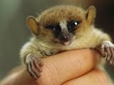 Close-Up of a New Species of Mouse Lemur Found in Madagascar Photographic Poster Print by Mark Thiessen, 24x18