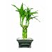 Brussel's Lucky Bamboo, Pyramid 1 Layer