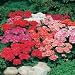 Geranium Mr F's Multiflora Mixed F1