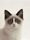 Domestic Cat, 5-Months, Portrait of Ragdoll Crossed with Birman Photographic Poster Print by Jane Burton, 12x16