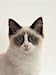 All Products : Domestic Cat, 5-Months, Portrait of Ragdoll Crossed with Birman Photographic Poster Print