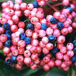 BrandywineTM Viburnum Shrub - Beautiful Berries/Hardy -Proven Winners-4 BrandywineTM Viburnum Shrub - Beautiful Berries/Hardy -Proven Winners-4