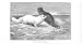 ARTIC FOX ON ICE ANTIQUE PRINT WILD LIFE 1893