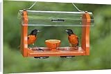 Canvas Prints of Baltimore Oriole - males feeding at jelly and fruit feeder from Ardea Wildlife Pets