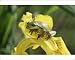 Photographic Prints of European / Common TREEFROG - on yellow iris / yellow flag from Ardea Wildlife Pets