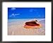 Conch at Water's Edge, Pristine Beach on Out Island, Bahamas Framed Art Poster Print by Greg Johnston, 22x18
