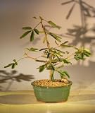 Cheap Deals on Bonsai Boy's Flowering Mimosa mimosa pudica by Bonsai Boy
