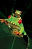 Red Eyed Tree Frogs (On Leaf) Art Poster Print - 24