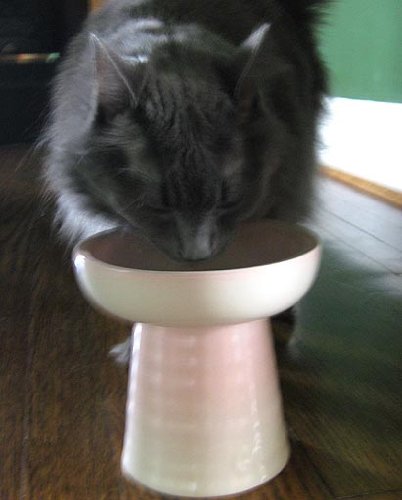Raised Stoneware Dry Food or Water Bowl - Pink
