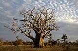 Wallmonkeys Peel and Stick Wall Decals - Baobab Tree (adansonia Digitata) the Symbol of Senegal - Removable Graphic