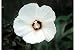25 LUNA WHITE HARDY HIBISCUS Hibiscus Moscheutos Flower Seeds