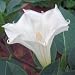 DATURA INOXIA white devil's trumpet BULK 100 seeds