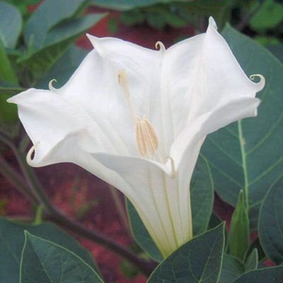 DATURA INOXIA white devil's trumpet 10 seeds DATURA INOXIA white devil's trumpet 10 seeds