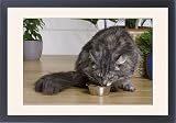 Framed Prints of Cat - Norwegian Forest Silver Tabby Mackerel a White - eating dry food from bowl from Ardea Wildlife Pets