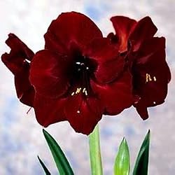 Giant Dutch Amaryllis 'Black Pearl' - NEW COLOR